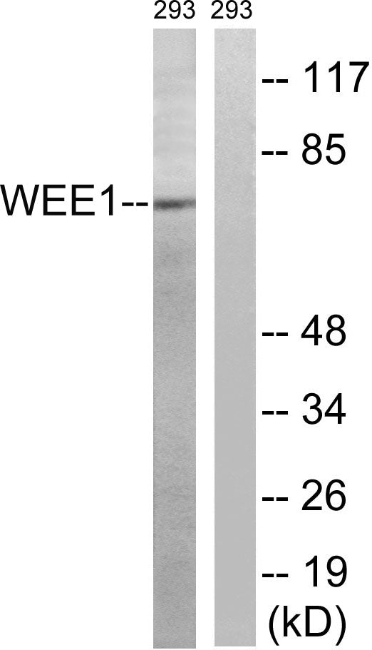 Wee 1 Rabbit Polyclonal Antibody