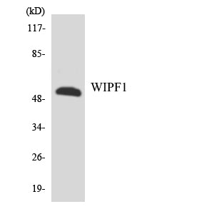 WIP Rabbit Polyclonal Antibody