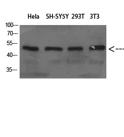 WIPI1 Rabbit Polyclonal Antibody