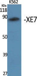 XE7 Rabbit Polyclonal Antibody