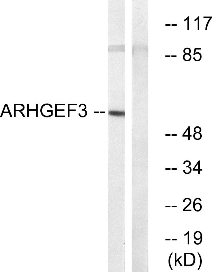 XPLN Rabbit Polyclonal Antibody