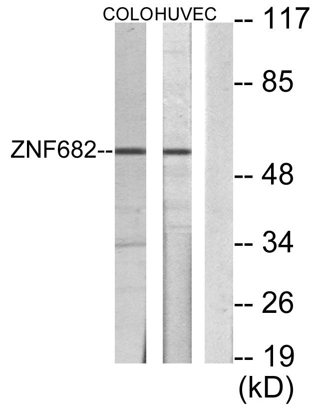 ZNF682 Rabbit Polyclonal Antibody