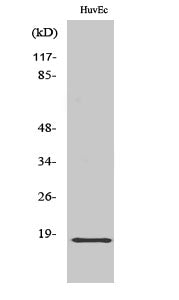 ZNHIT1 Rabbit Polyclonal Antibody