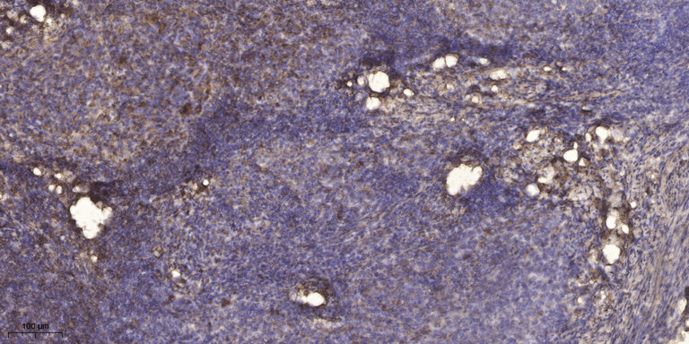 β-1,4-Gal-T2 Rabbit Polyclonal Antibody