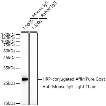 HRP-conjugated Goat anti-Mouse IgG Light Chain