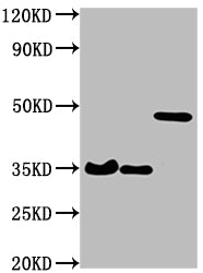HA-Tag Monoclonal Antibody
