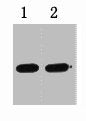 GST-Tag Monoclonal Antibody