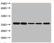 GAPDH Monoclonal Antibody