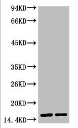 COX4I1 Monoclonal Antibody