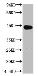 Plant actin Monoclonal Antibody