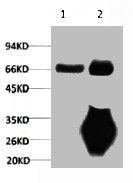 LMNB1 Monoclonal Antibody