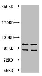 IDE Monoclonal Antibody