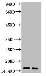 LALBA Monoclonal Antibody