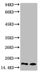 Mono-Methyl-Histone H3(K9) Monoclonal Antibody