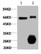 RELA Monoclonal Antibody