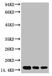 Di-methyl-Histone H3(K79) Monoclonal Antibody