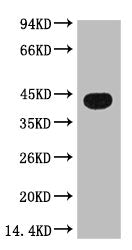 ACTB Monoclonal Antibody