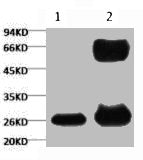 GFP Monoclonal Antibody