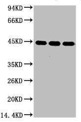 ACTB Monoclonal Antibody