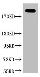 FN1 Monoclonal Antibody
