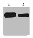 Myc-Tag Monoclonal Antibody