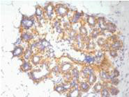 ACTB Monoclonal Antibody
