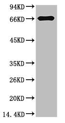 BSA Monoclonal Antibody