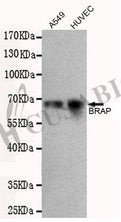 BRAP Monoclonal Antibody