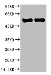 Rubisco (Large Chain) Monoclonal Antibody