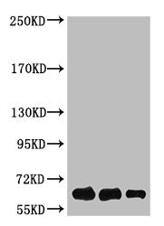 Luciferase Monoclonal Antibody