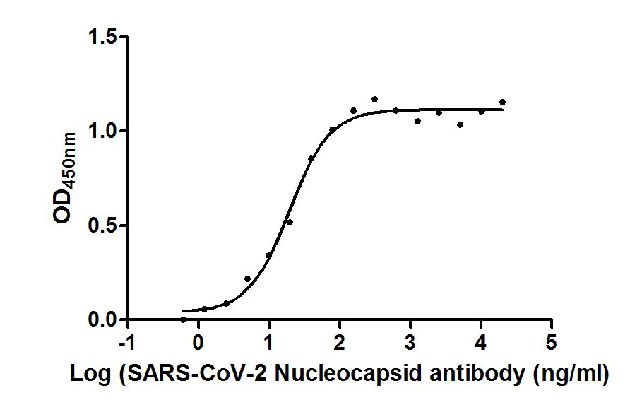 Nucleoprotein (NTD) Antibody