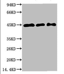 MAP2K2 Monoclonal Antibody
