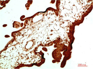 CBX5 Monoclonal Antibody