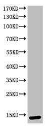 Cleaved-CASP3 (D175) Antibody