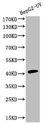 Cleaved-CASP9 (D353) Antibody