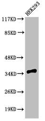 Cleaved-CASP9 (D315) Antibody