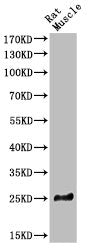 BID Antibody