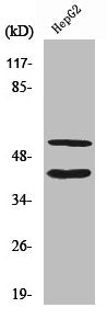 Cleaved-MMP10 (F99) Antibody
