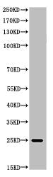 His-tag Antibody