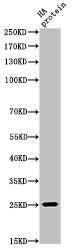 HA-tag Antibody