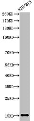 Acetyl-Histone H2B (K5) Antibody