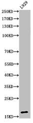 Acetyl-Histone H3 (K23) Antibody