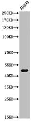 Acetyl-TP53 (K370) Antibody
