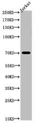 Acetyl-TP73 (K327) Antibody