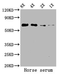 ALB Antibody