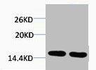 Mono-Methyl-Histone H2B (Lys5) Antibody