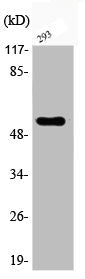 Phospho-AKT2 (S474) Antibody