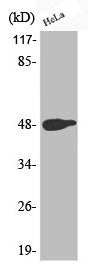 Phospho-JUN (T239) Antibody