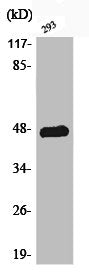Phospho-JUN (T93) Antibody