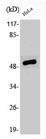 Phospho-ATF2 (S62) Antibody